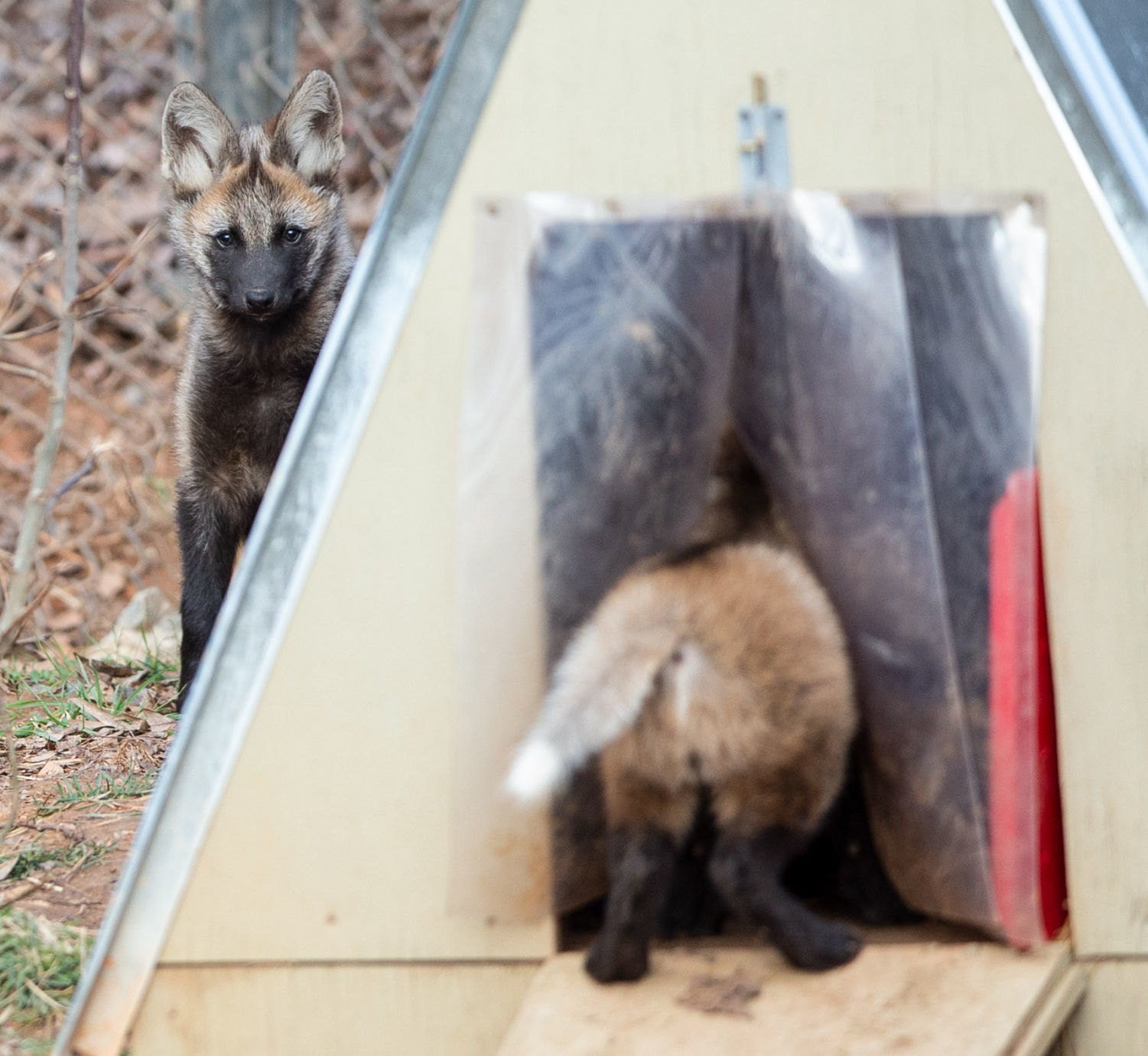 Maned Wolf Pups